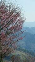 el hermosa montañas ver con el rosado flores floreciente en el Pendiente de el colina en primavera foto