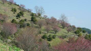 The beautiful mountains view with the pink flowers blooming on the slope of the hill in spring photo