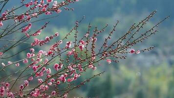 el hermosa montañas ver con el rosado flores floreciente en el Pendiente de el colina en primavera foto