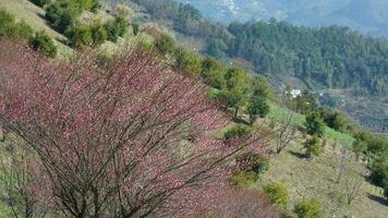 el hermosa montañas ver con el rosado flores floreciente en el Pendiente de el colina en primavera foto