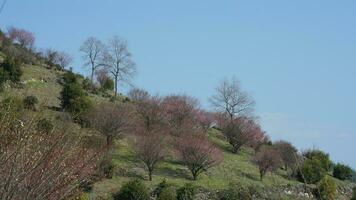 el hermosa montañas ver con el rosado flores floreciente en el Pendiente de el colina en primavera foto