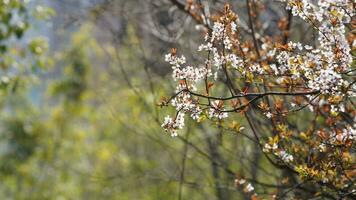 The beautiful flowers blooming in the garden in spring with the warm sunlight photo