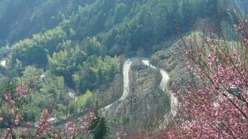 The beautiful mountains view with the pink flowers blooming on the slope of the hill in spring photo