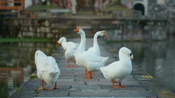 The cute geese playing in the water in the village photo