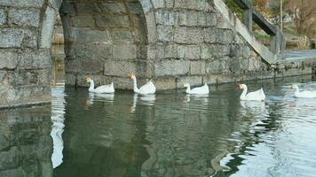 The cute geese playing in the water in the village photo