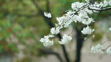 The beautiful flowers blooming in the garden with the rainy droplets in the rainy day photo