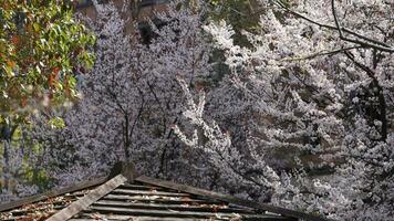 The beautiful flowers blooming in the garden in spring with the warm sunlight photo