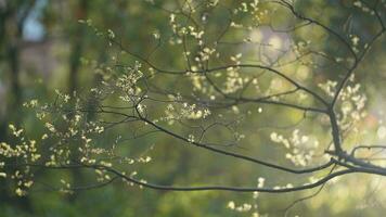 The fresh new leaves full of the maple trees in spring photo