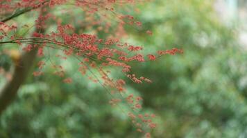 el Fresco nuevo hojas lleno de el arce arboles en primavera foto