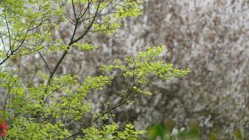 The fresh new leaves full of the maple trees in spring photo