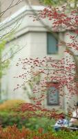 The fresh new leaves full of the maple trees in spring photo