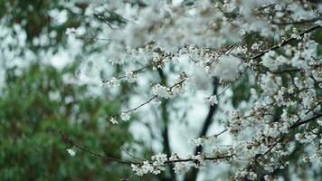 The beautiful flowers blooming in the garden with the rainy droplets in the rainy day photo