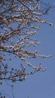 The beautiful flowers blooming in the garden in spring with the warm sunlight photo