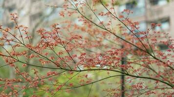 The fresh new leaves full of the maple trees in spring photo