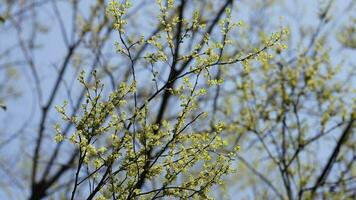 The fresh new leaves full of the maple trees in spring photo