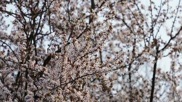 The beautiful flowers blooming in the garden in spring with the warm sunlight photo