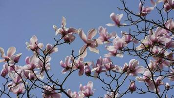 The beautiful flowers blooming in the garden in spring with the warm sunlight photo