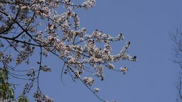 The beautiful flowers blooming in the garden in spring with the warm sunlight photo