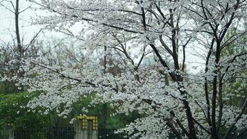 The beautiful flowers blooming in the garden in spring with the warm sunlight photo