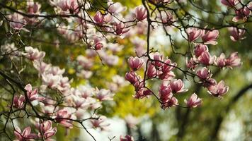 The beautiful flowers blooming in the garden in spring with the warm sunlight photo