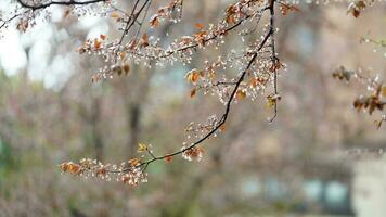 The beautiful flowers blooming in the garden with the rainy droplets in the rainy day photo