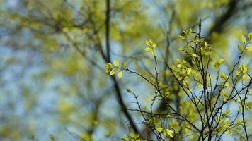 The fresh new leaves full of the trees  in the garden in spring photo