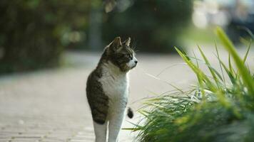 One adorable wild cat sitting in the garden for resting photo