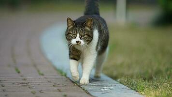 One adorable wild cat sitting in the garden for resting photo