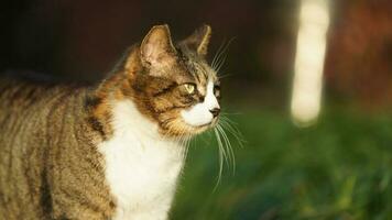 One adorable wild cat sitting in the garden for resting photo