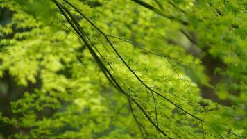 el Fresco nuevo hojas lleno de el arboles en el jardín en primavera foto