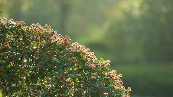 The fresh new leaves full of the trees  in the garden in spring photo