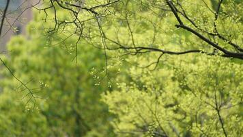 The fresh new leaves full of the trees  in the garden in spring photo