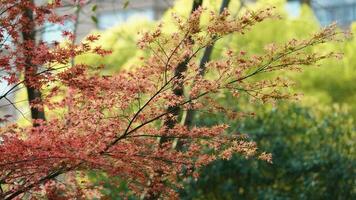 The fresh new leaves full of the maple trees in spring photo