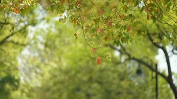 The fresh new leaves full of the trees  in the garden in spring photo