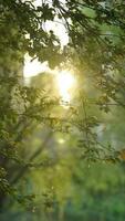 The fresh new leaves full of the trees  in the garden in spring photo