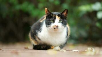 One cute cat having a rest in the yard photo