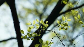 el Fresco nuevo hojas lleno de el arboles en el jardín en primavera foto