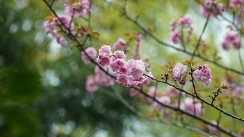 The beautiful flowers blooming in the garden in spring with the warm sunlight photo