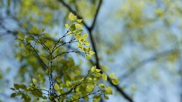 The fresh new leaves full of the trees  in the garden in spring photo