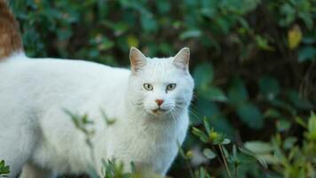 One adorable wild cat sitting in the garden for resting photo