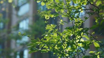 The fresh new leaves full of the trees  in the garden in spring photo