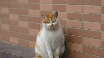 One cute cat having a rest in the yard photo