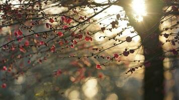 The beautiful flowers blooming in the garden in spring with the warm sunlight photo