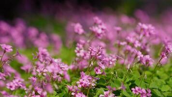 The beautiful flowers blooming in the garden in spring with the warm sunlight photo