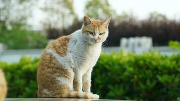 One cute cat having a rest in the yard photo