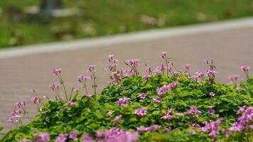 The beautiful flowers blooming in the garden in spring with the warm sunlight photo