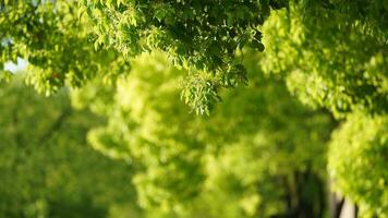 el Fresco nuevo hojas lleno de el arce arboles en primavera foto