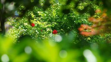 The beautiful flowers blooming in the garden in spring with the warm sunlight photo