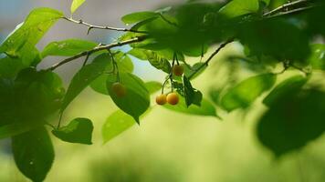 The cherry fruits harvesting in the garden in spring photo