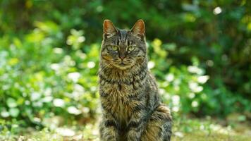 One cute cat having a rest in the yard photo